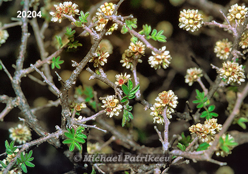 Little-leaved Sumac (Rhus microphylla)